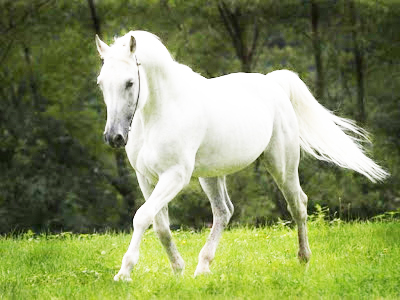 Ngựa trắng trên thảo nguyên